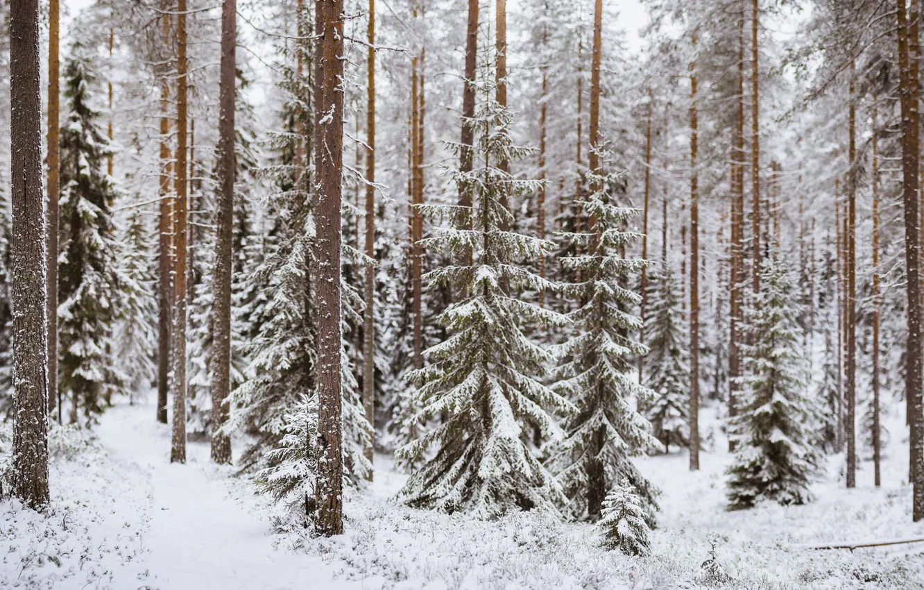 Фото обои зима, лес, снег, деревья