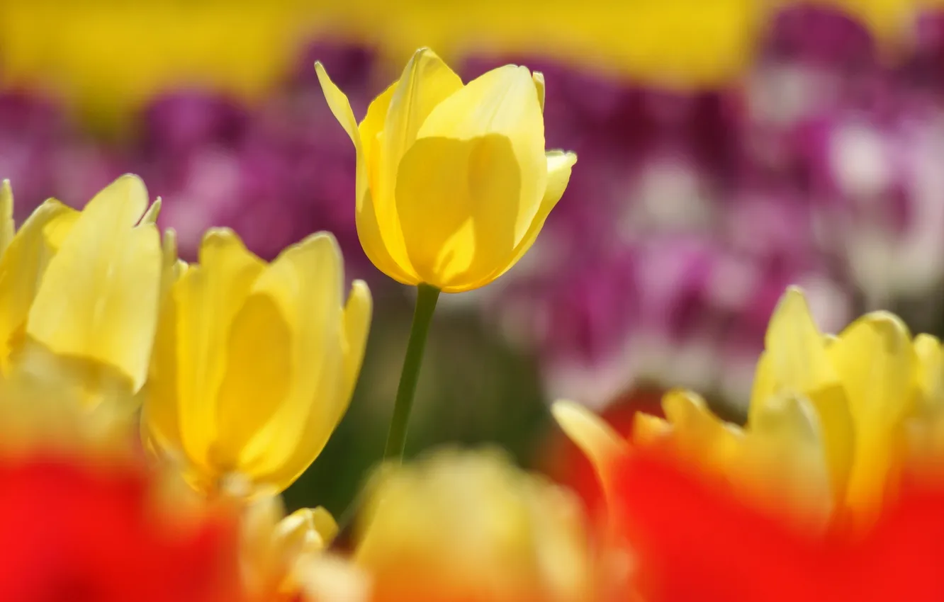Фото обои желтый, красное, фокус, весна, тюльпаны