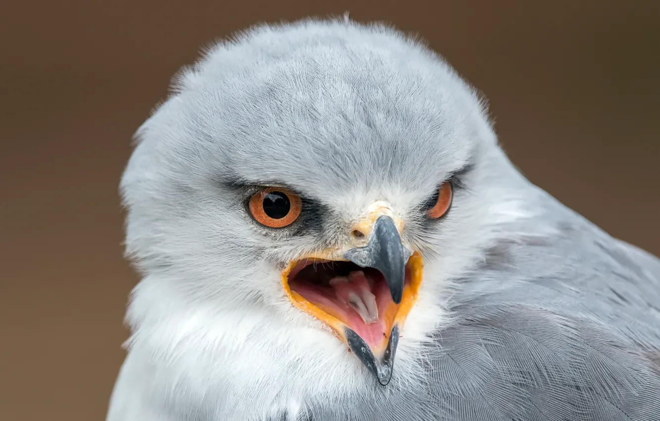 Фото обои природа, птица, Black-shouldered kite