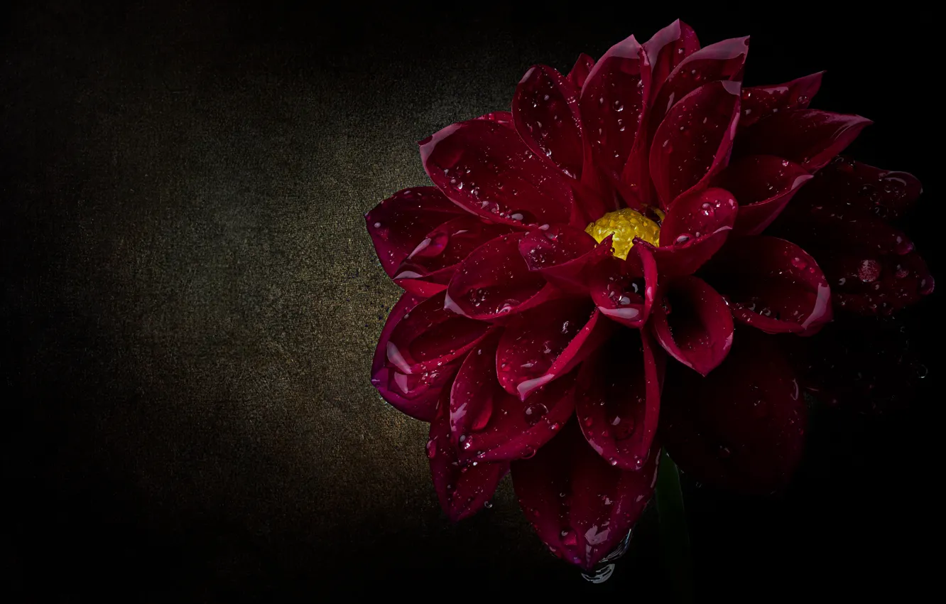 Фото обои цветок, капли, макро, лепестки, черный фон, алая, георгина, капли воды