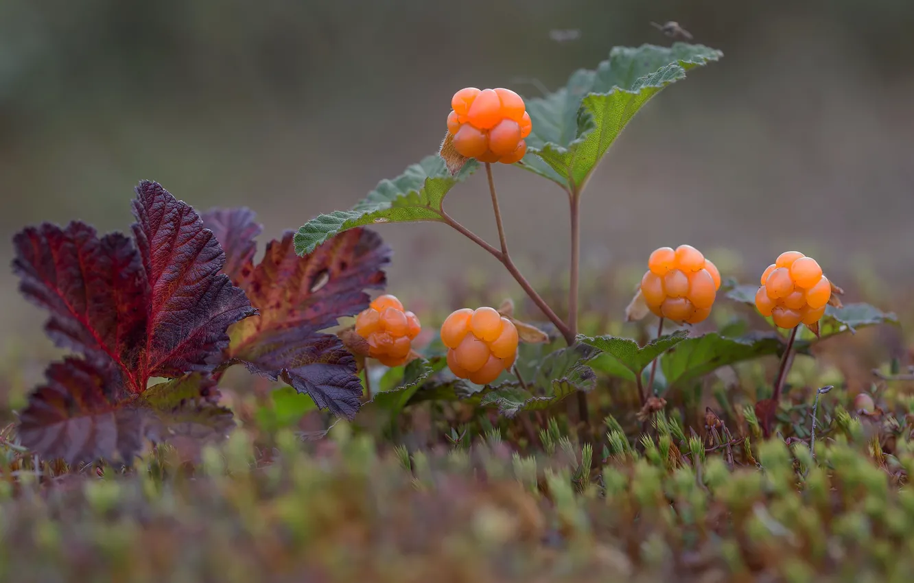 Фото обои ягоды, мох, морошка