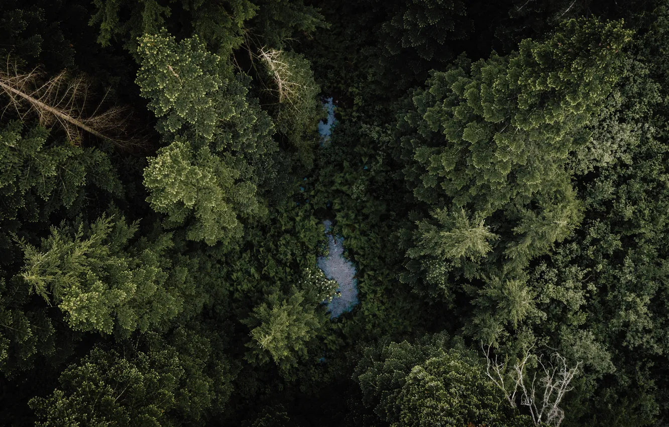 Фото обои лес, деревья, природа, река, вид сверху