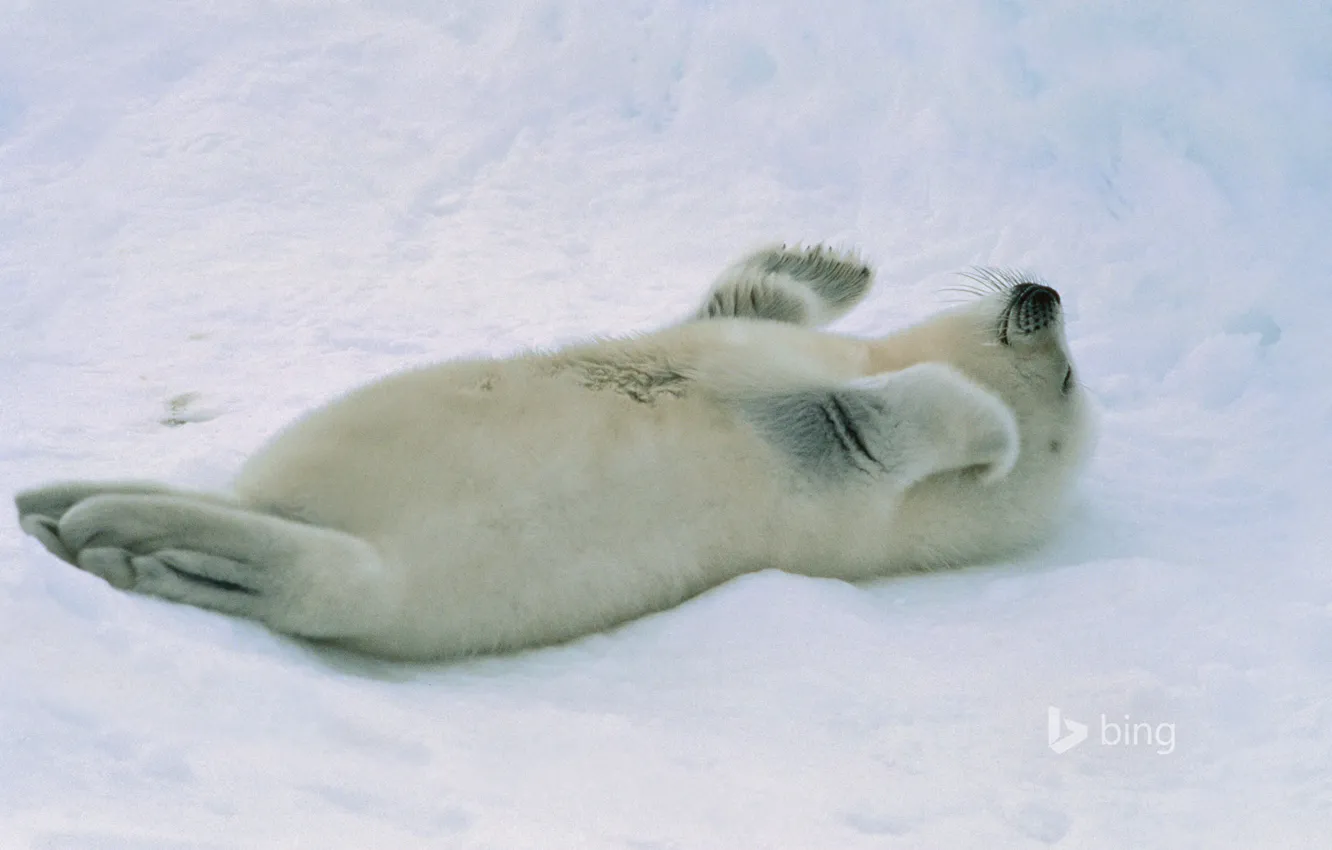 Фото обои снег, тюлень, детеныш, арктика