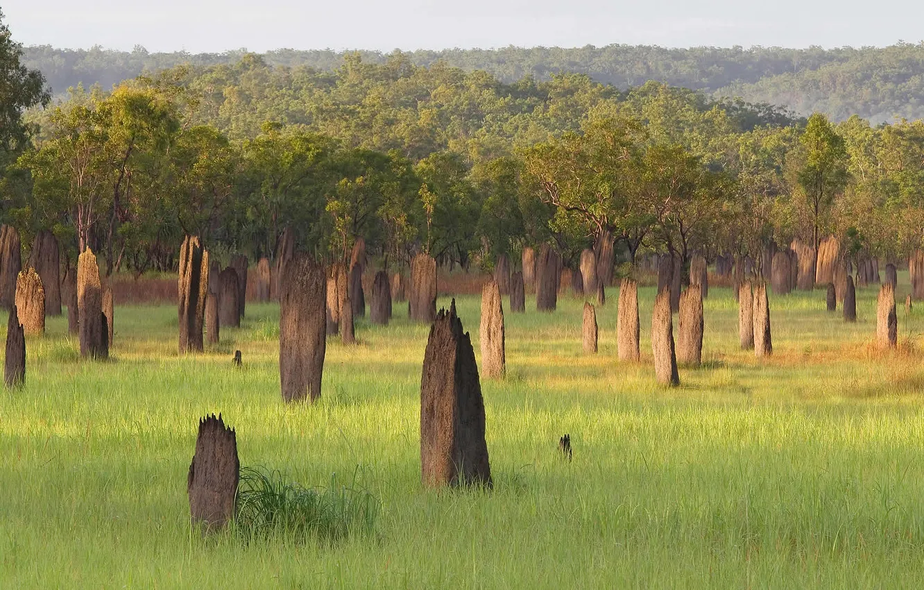 Фото обои Австралия, Северная территория, термитники, Litchfield National Park