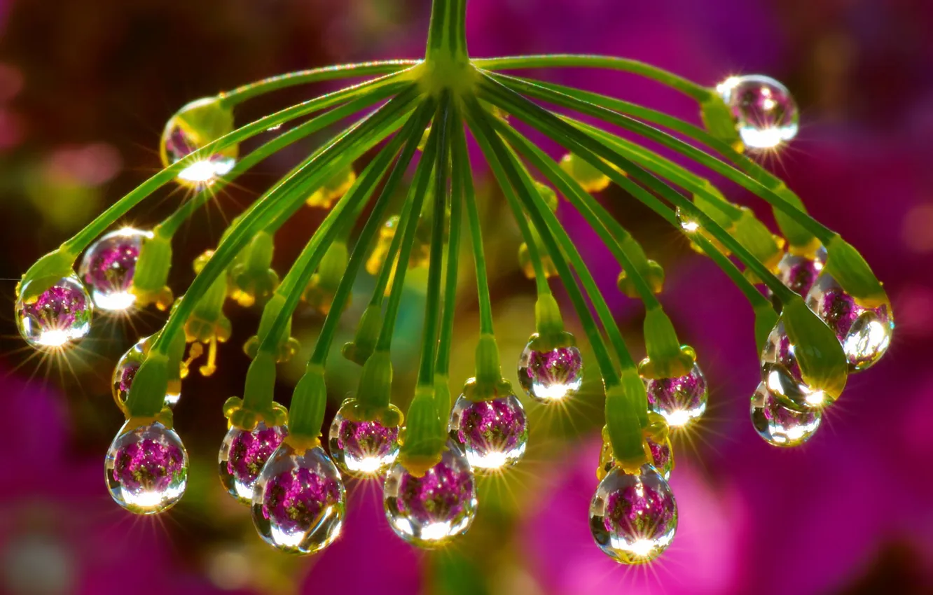 Фото обои капли, свет, природа, отражение, зонтик, блеск, цвет, укроп