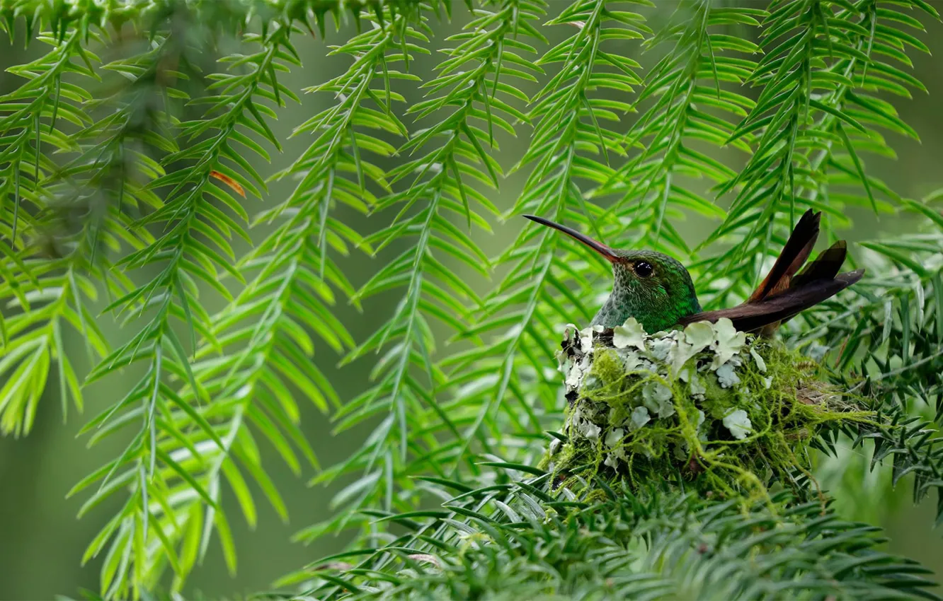 Фото обои птица, клюв, колибри, Коста-Рика, коричневохвостая амазилия