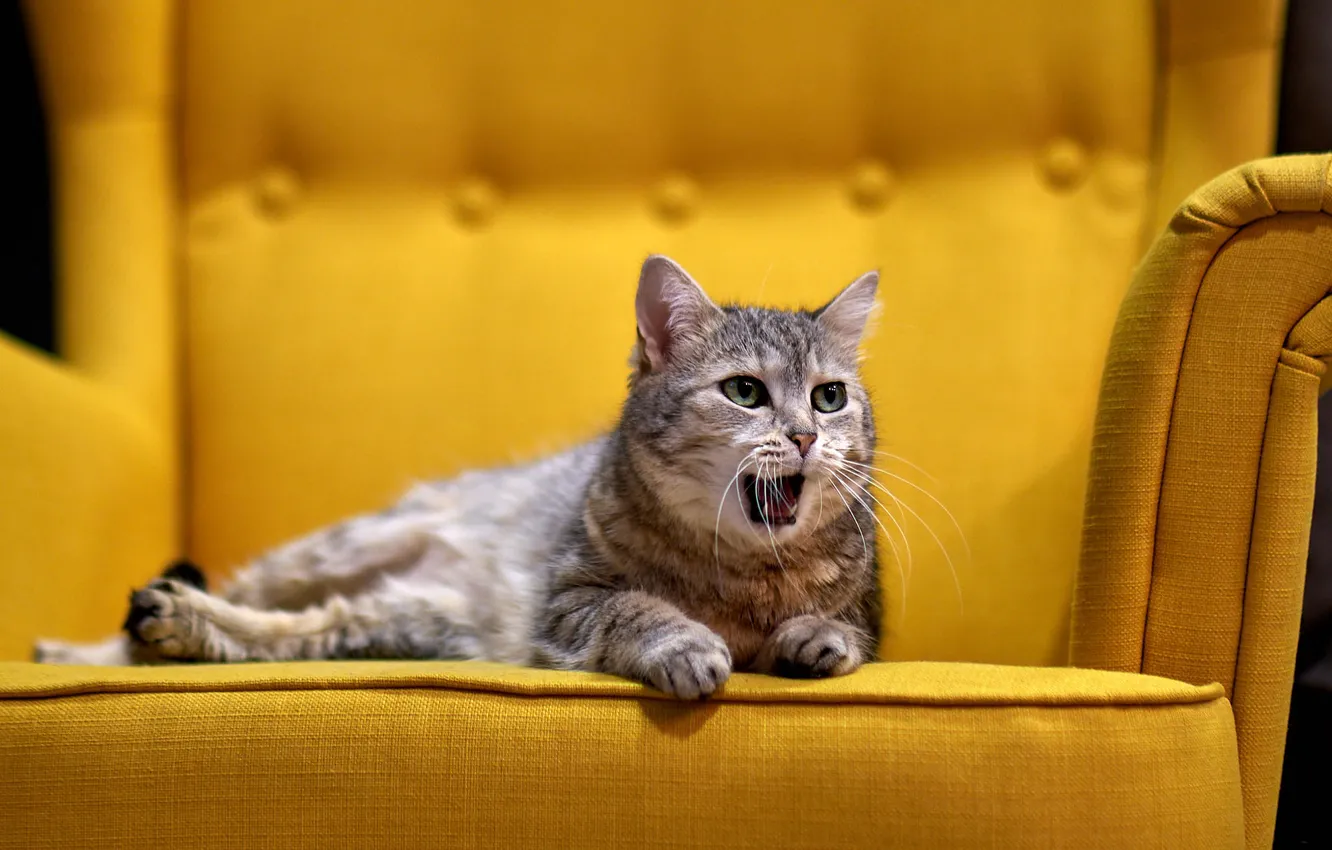 Фото обои кошка, кот, диван, желтый фон