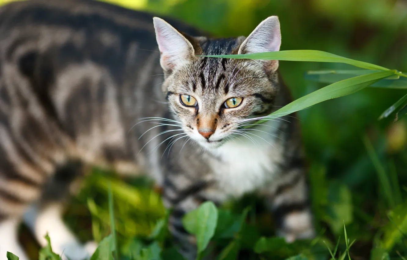 Фото обои кошка, трава, кот, взгляд, морда, серый, портрет, полосатый
