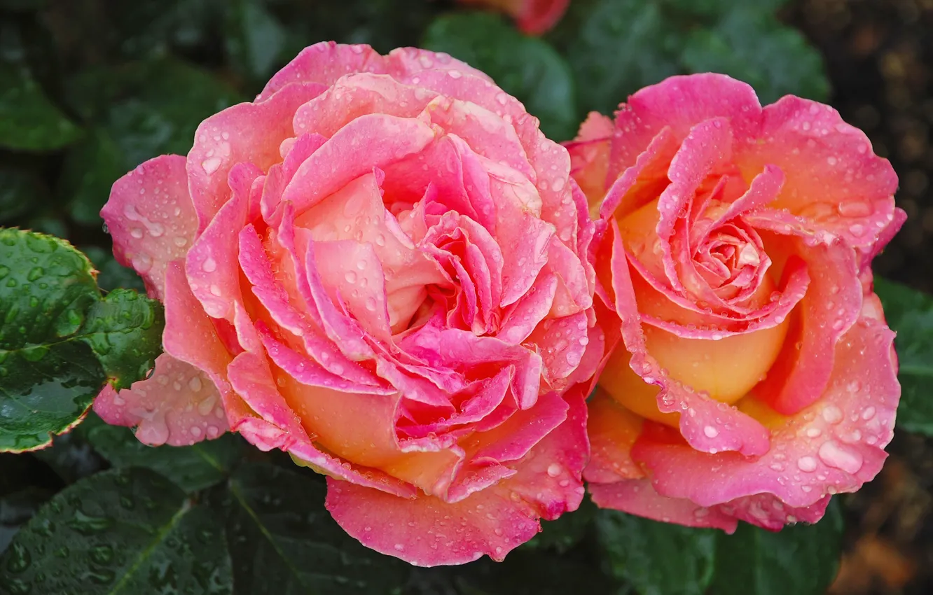 Фото обои вода, капли, макро, розы, Pink, Roses, color