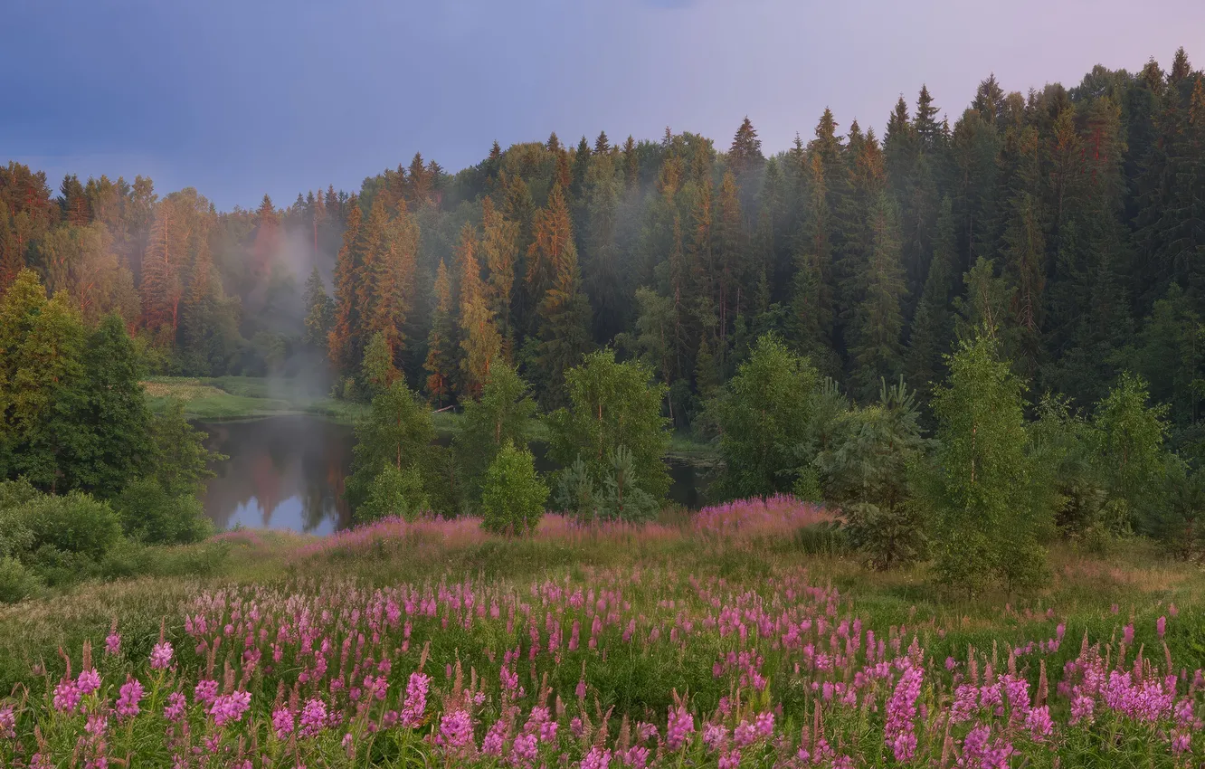 Фото обои green, summer, forest, lake, fog, иван-чай, кипрей