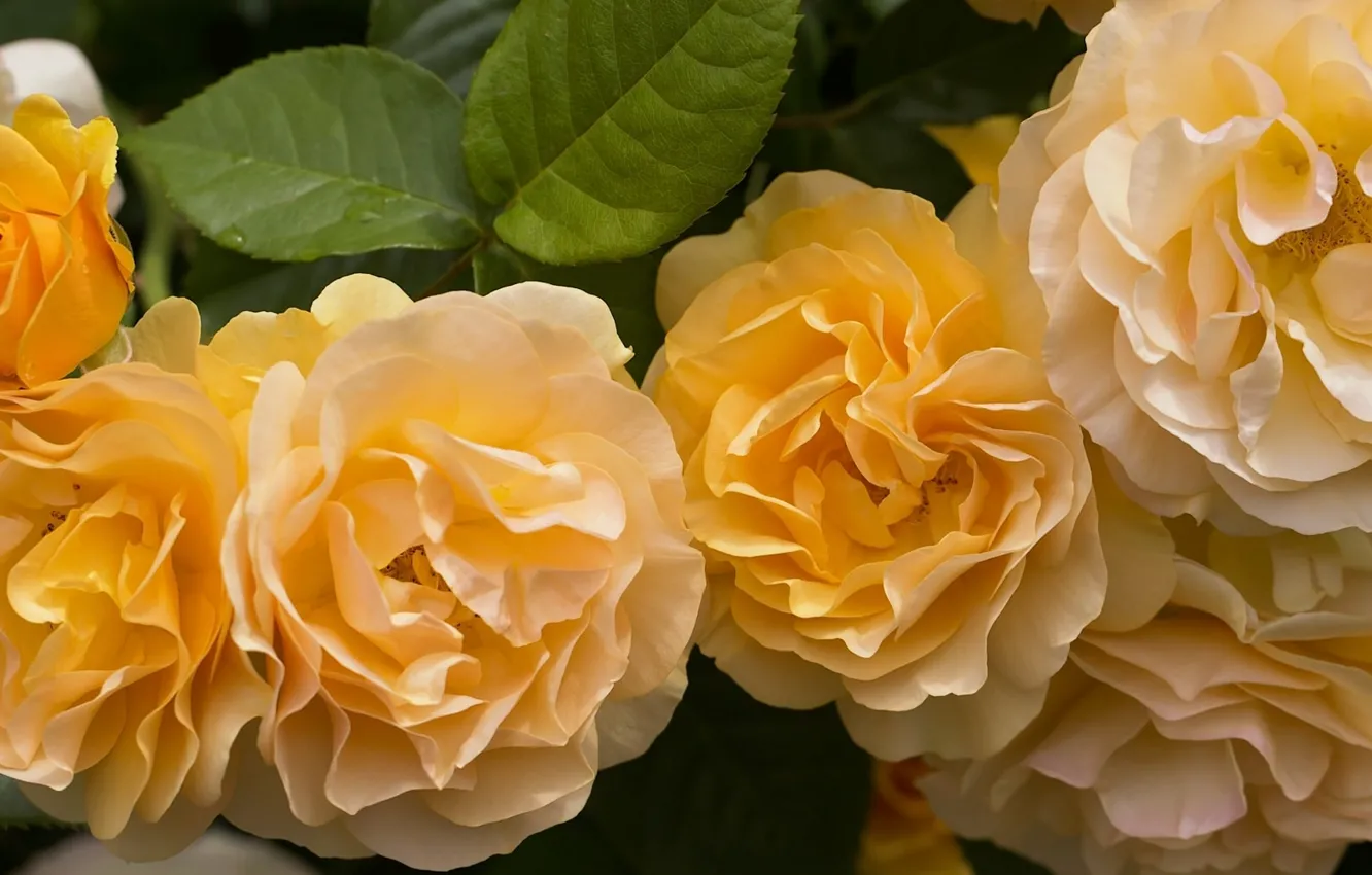 Фото обои розы, лепестки, жёлтые розы