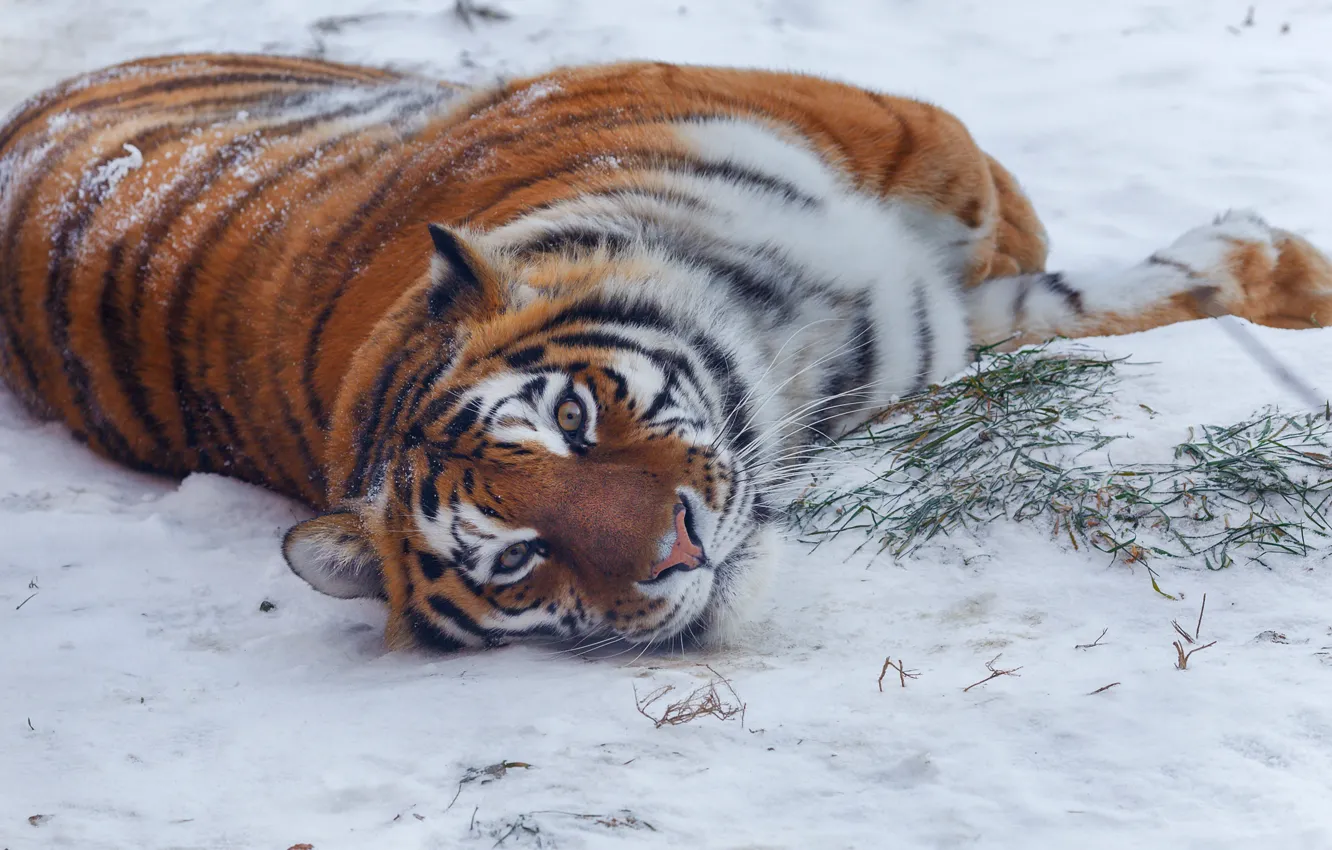 Фото обои зима, взгляд, снег, природа, тигр, поза, животное, хищник