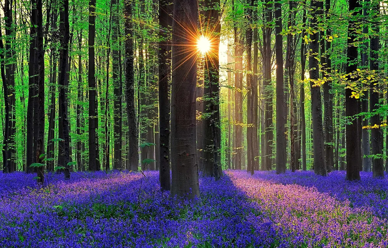 Фото обои лес, трава, солнце, лучи, деревья, цветы