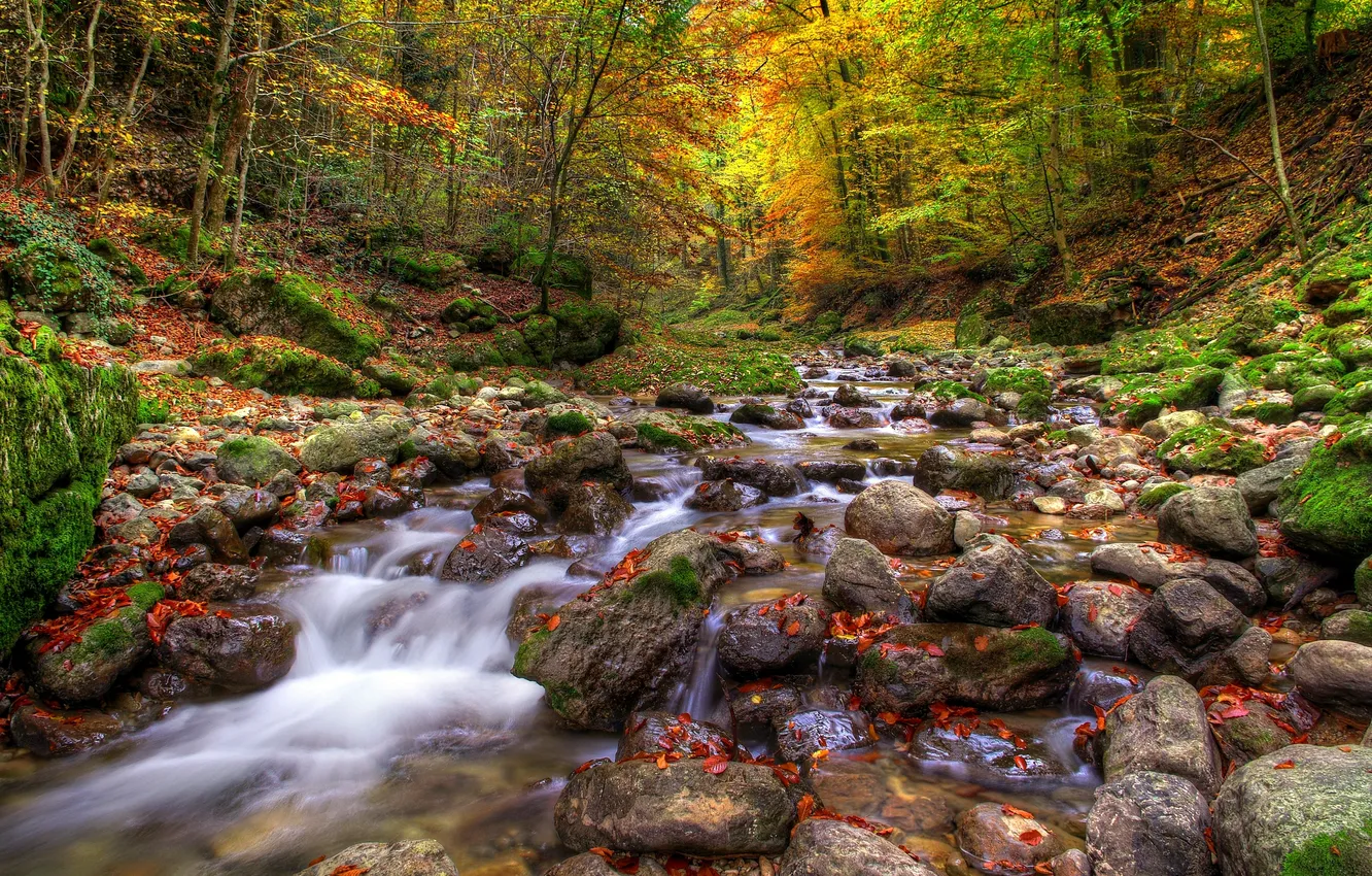 Фото обои осень, лес, река, камни