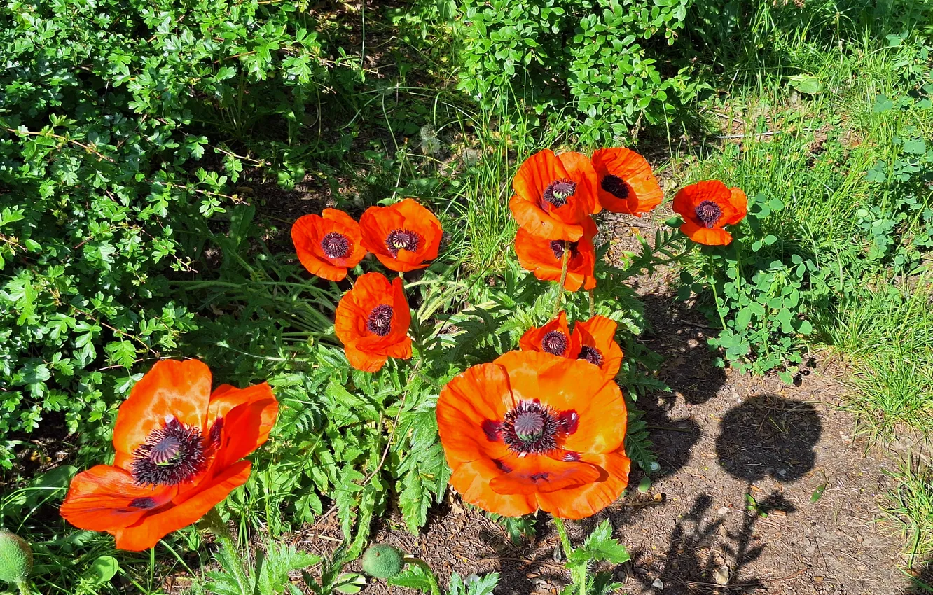 Фото обои Maki, Wiosna, Słońce