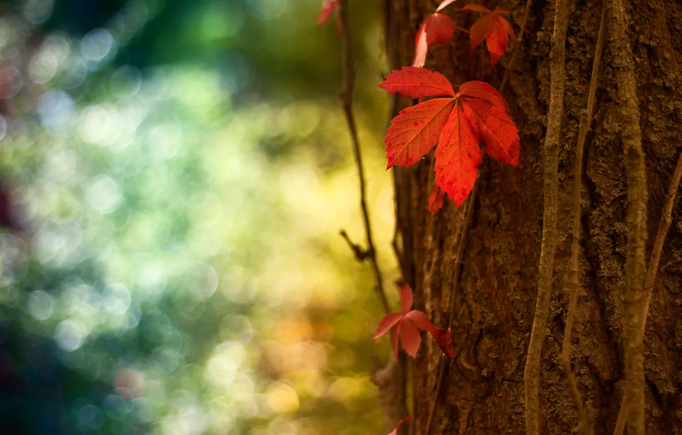 Фото обои макро, красный, лист, блики, дерево, ствол, кора, боке