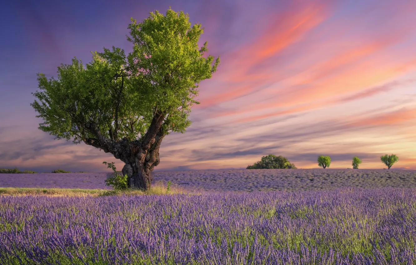 Фото обои поле, закат, цветы, цветение, field, sunset, blossom, flowers