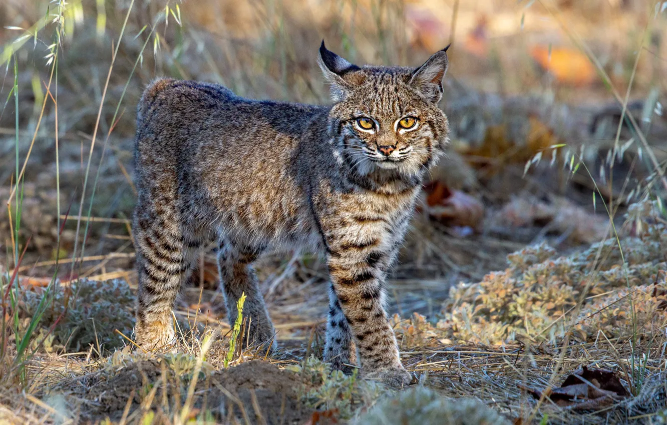 Фото обои взгляд, свет, природа, рысь, былинка
