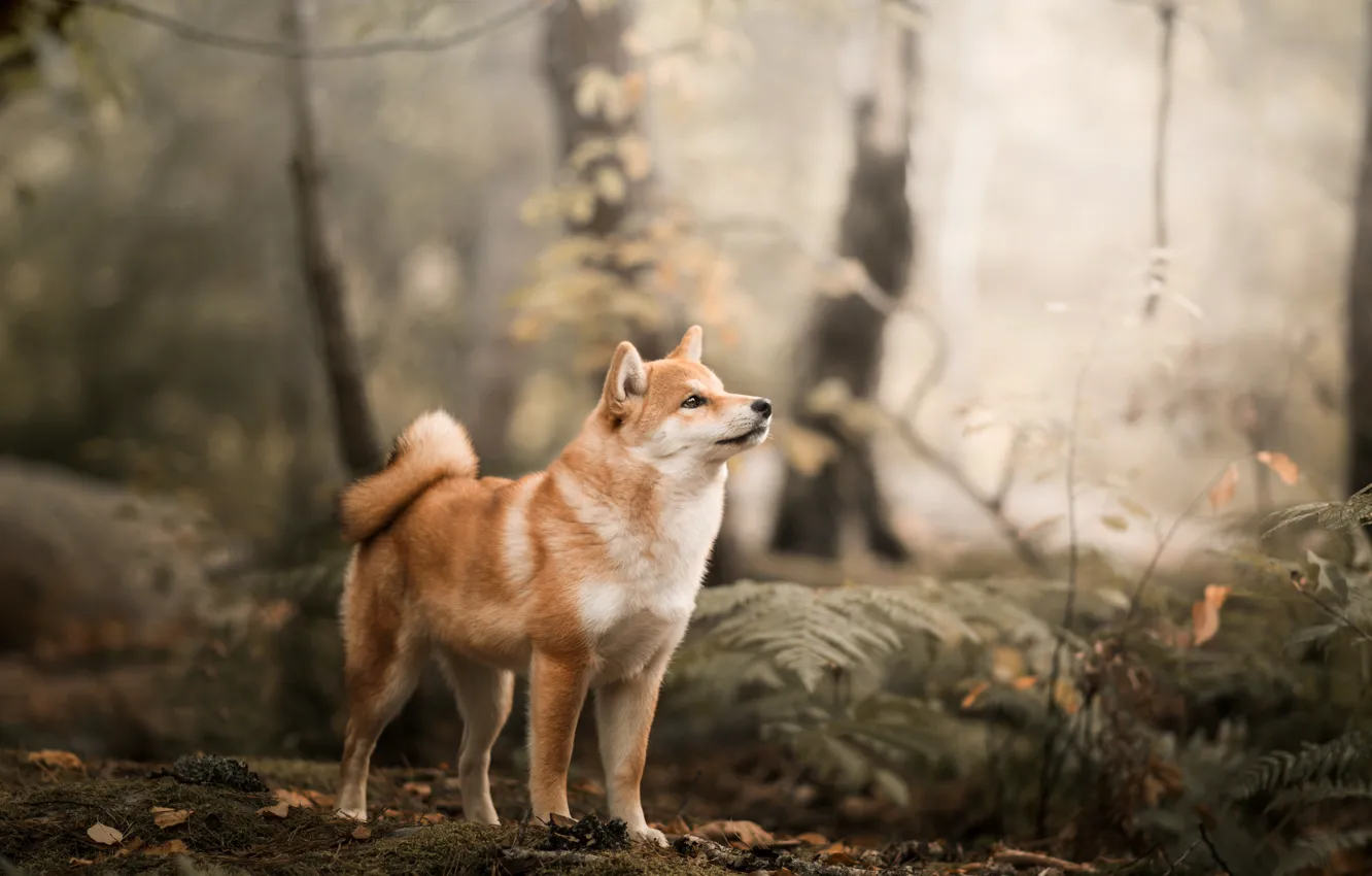 Фото обои лес, собака, Сиба-ину