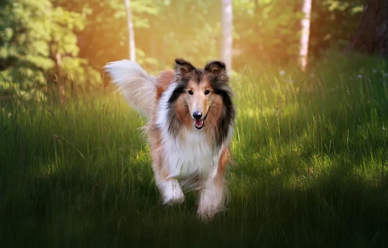 Фото обои взгляд, природа, собака, мордашка, колли, Шелти