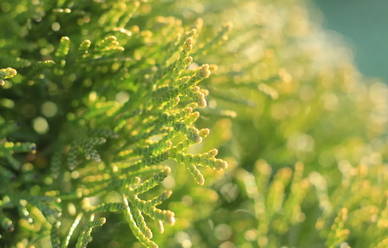 Фото обои green, plant, twig, thuya