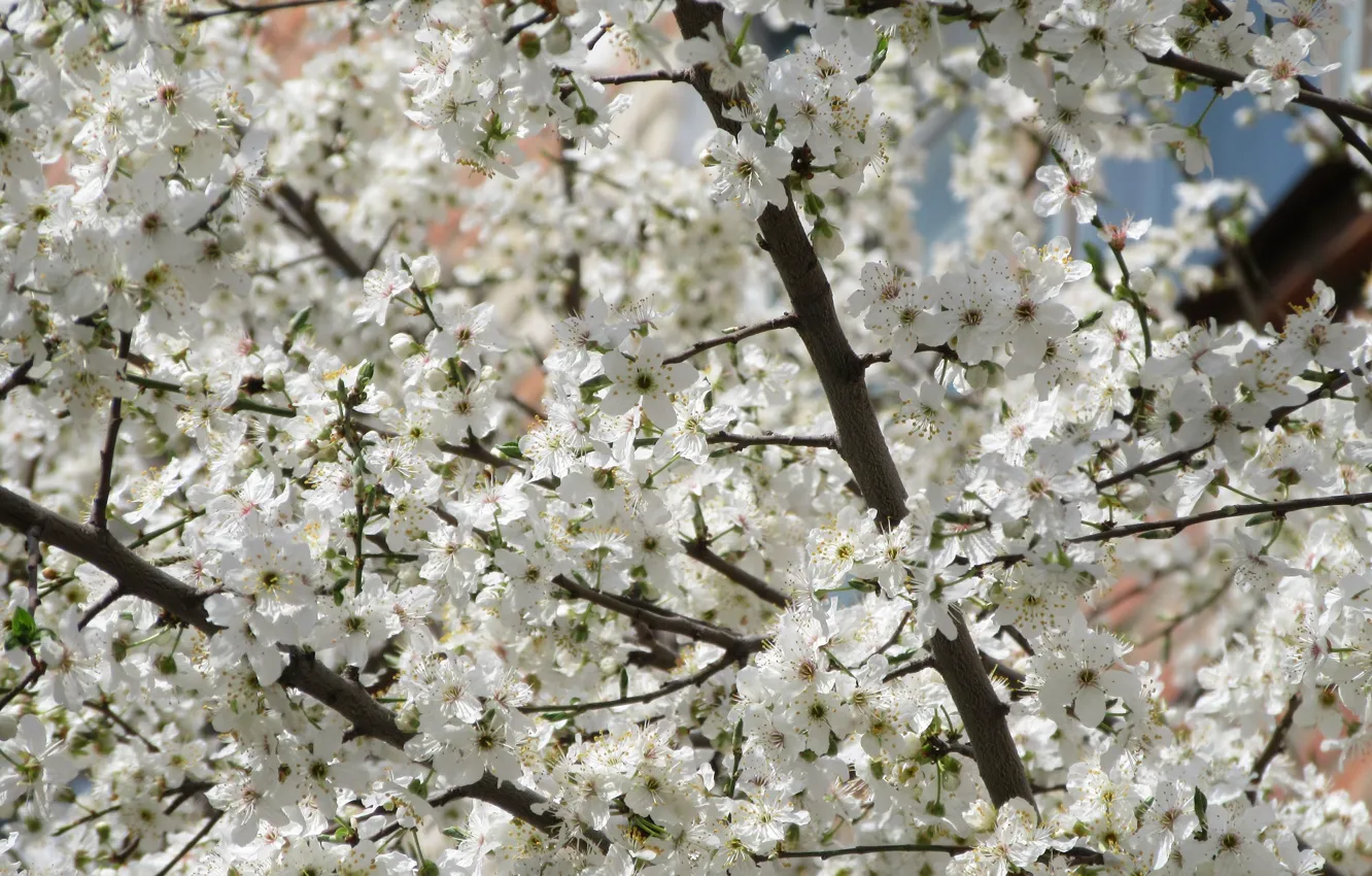 Фото обои дерево, белые цветы, апрель, весна 2018, mamala ©