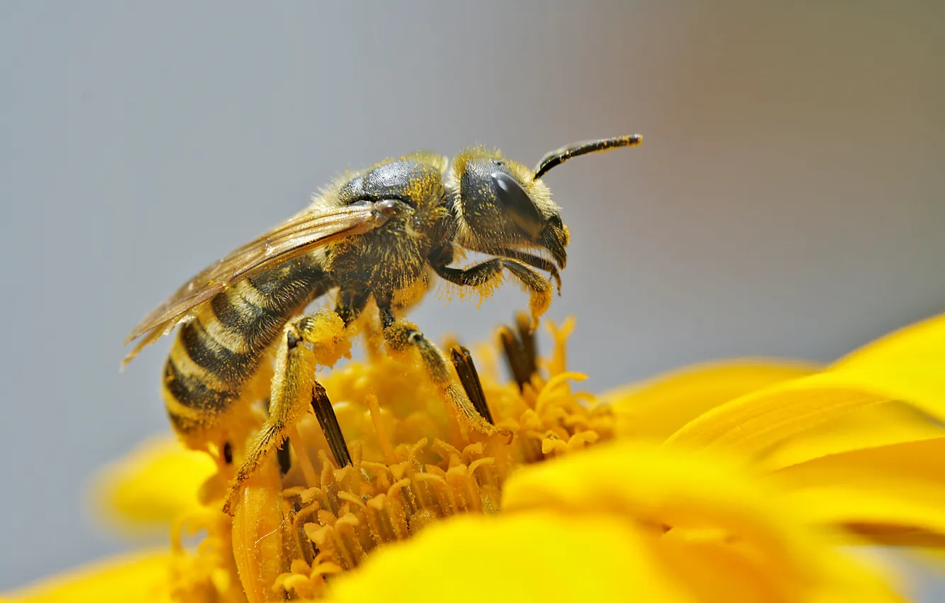 Фото обои цветок, макро, пчела, пыльца