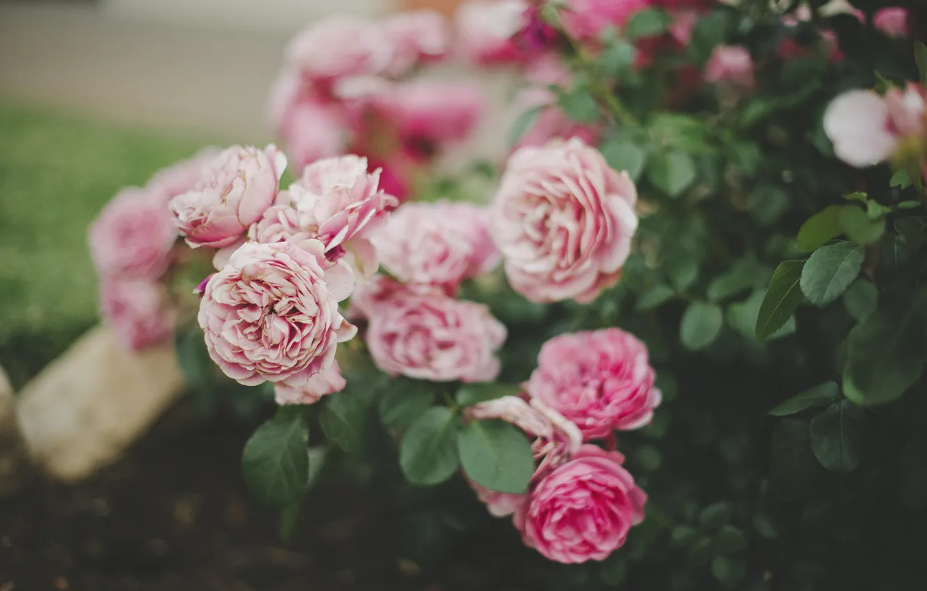 Фото обои цветы, лепестки, розовые