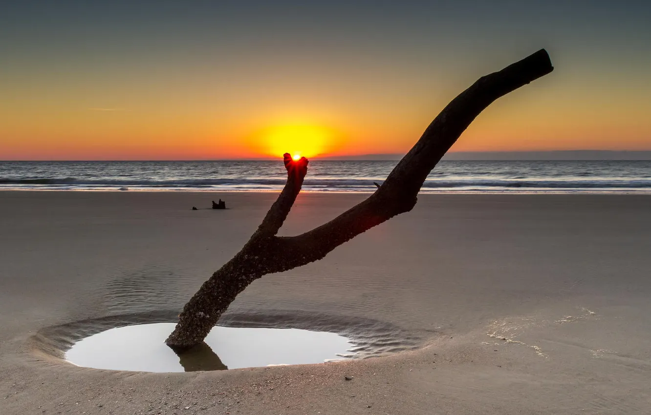 Фото обои пляж, дерево, океан, рассвет