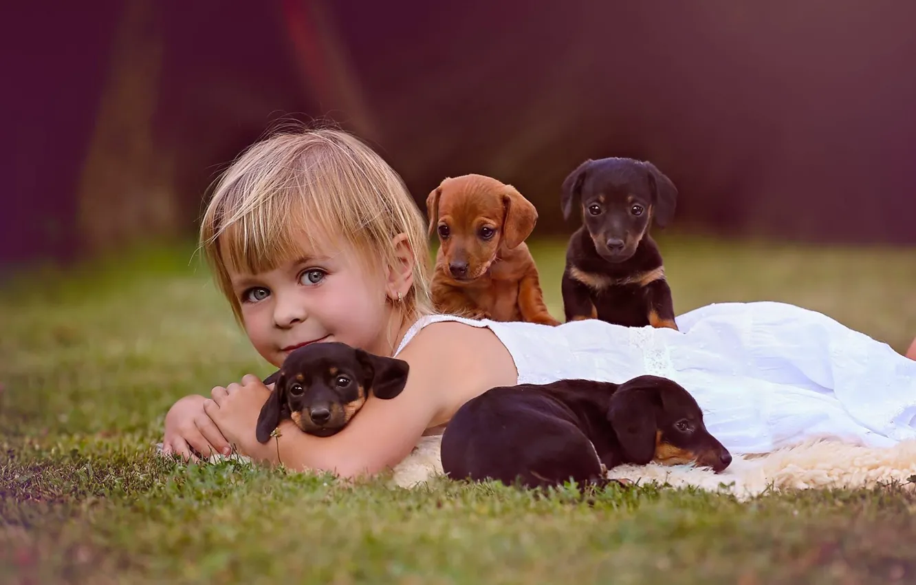 Фото обои собаки, взгляд, настроение, щенки, девочка, друзья