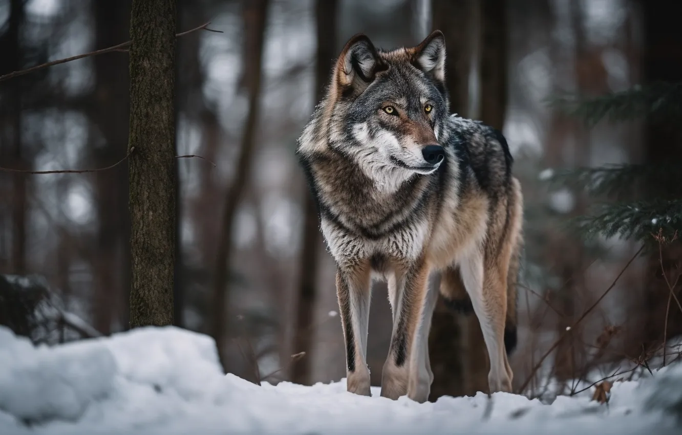 Фото обои зима, лес, снег, природа, волк, цифровое искусство, ИИ-арт, Искусство искусственного интеллекта