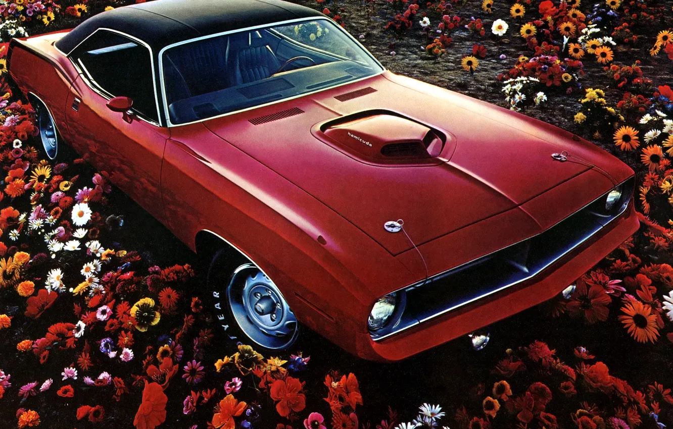 Фото обои поле, цветы, красный, 1970, Plymouth, Плимут, Muscle Car, Hemi Cuda