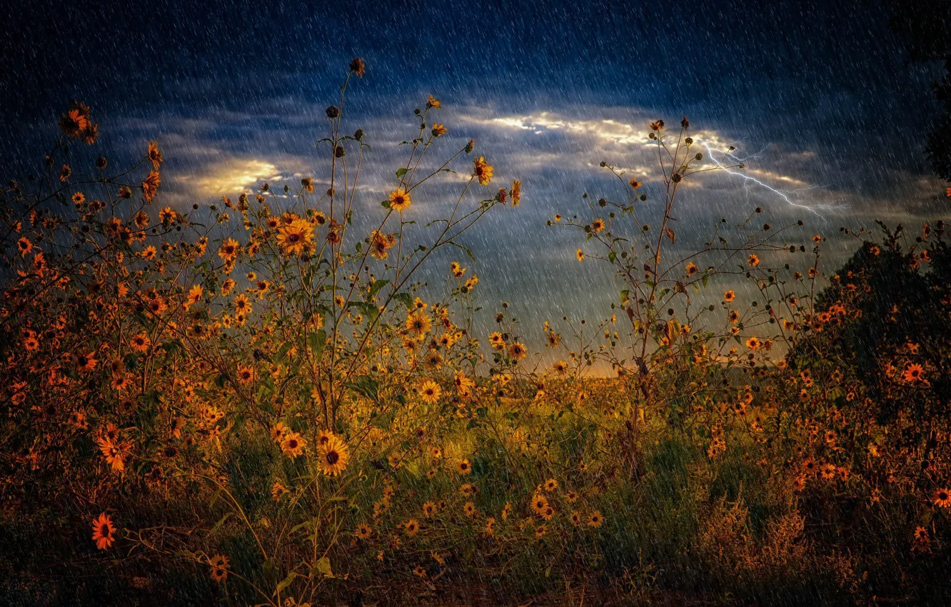 Фото обои гроза, поле, лето, дождь