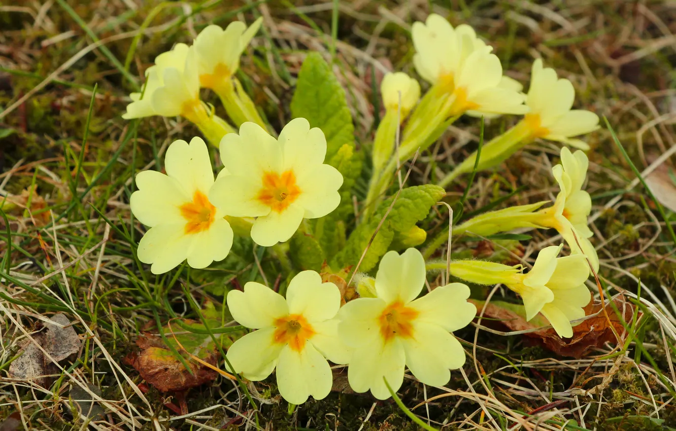Фото обои spring, primroses, blooming