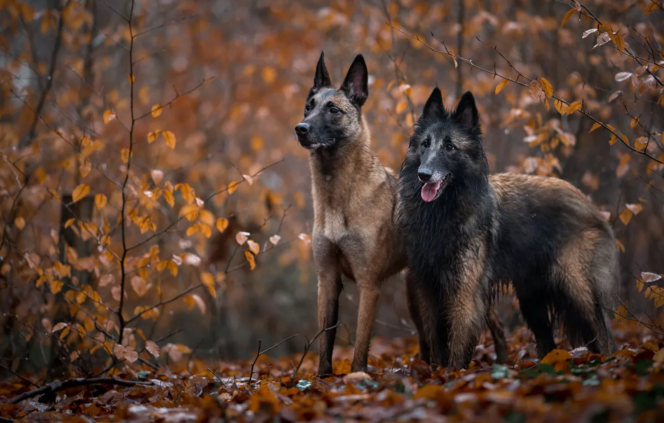 Фото обои осень, лес, собаки, ветки, листва, две, пара, парочка