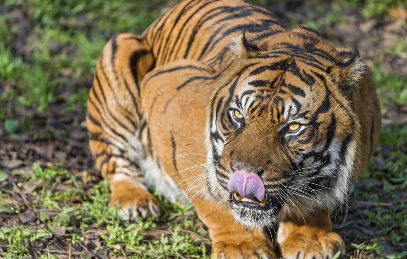 Фото обои язык, кошка, трава, взгляд, тигр, ©Tambako The Jaguar, суматранский