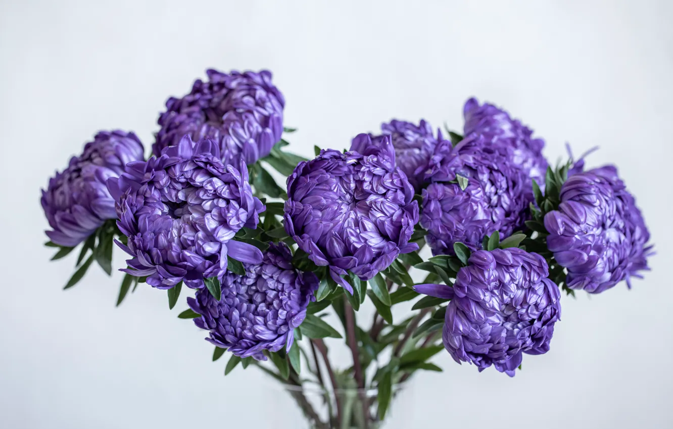 Обои цветы, букет, светлый фон, сиреневые, астры, махровые на телефон и ...