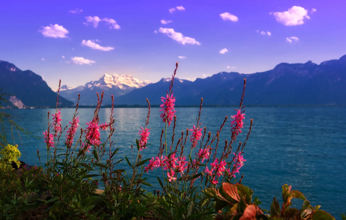 Фото обои цветы, горы, озеро
