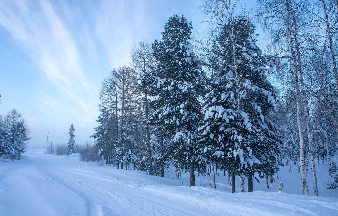 Фото обои Природа, Зима, Деревья, Снег, Ель