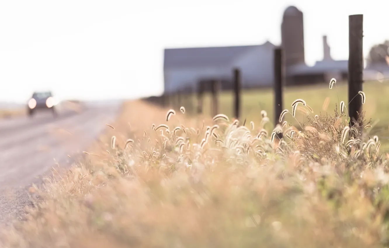 Фото обои дорога, трава, фон