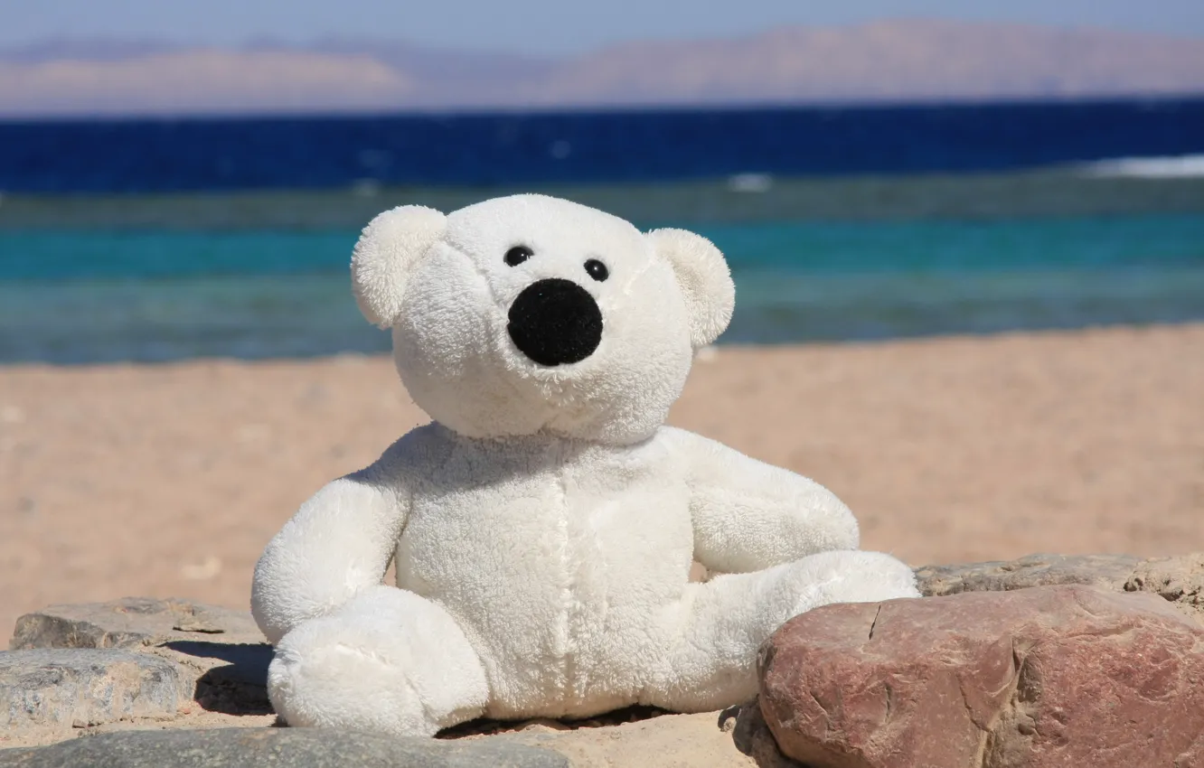 Фото обои море, лето, радость, настроение, берег, игрушка, медведь