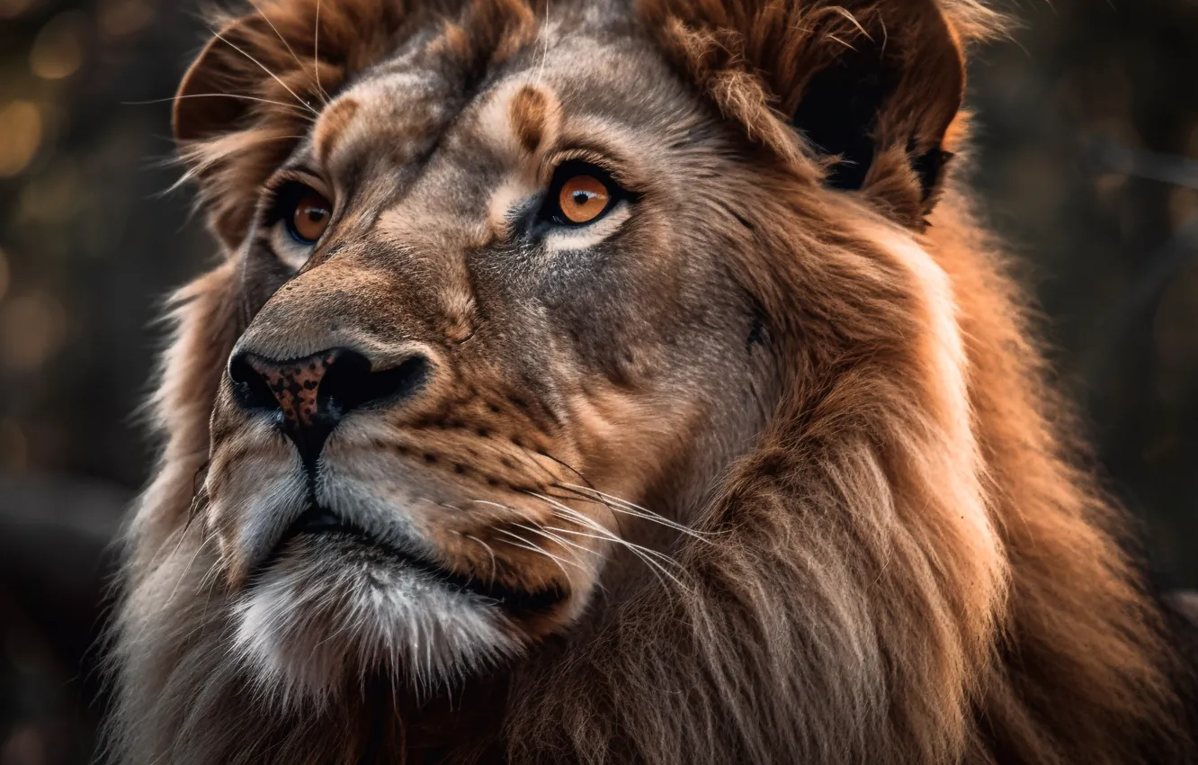 Фото обои взгляд, морда, портрет, лев, цифровое искусство, ИИ-арт, Искусство искусственного интеллекта, НЕЙРОСЕТЬ
