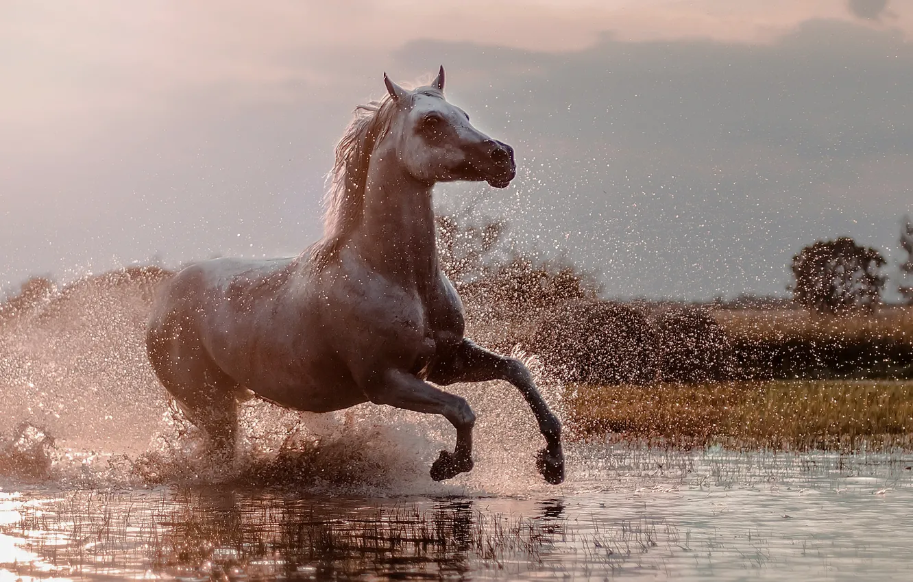 Фото обои брызги, конь, бег