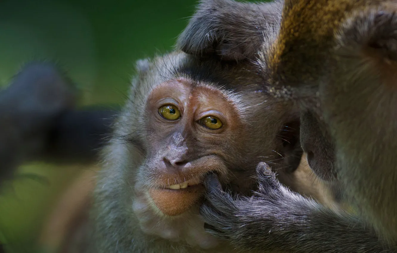 Фото обои обезьяна, Малайзия, примат, макак-крабоед