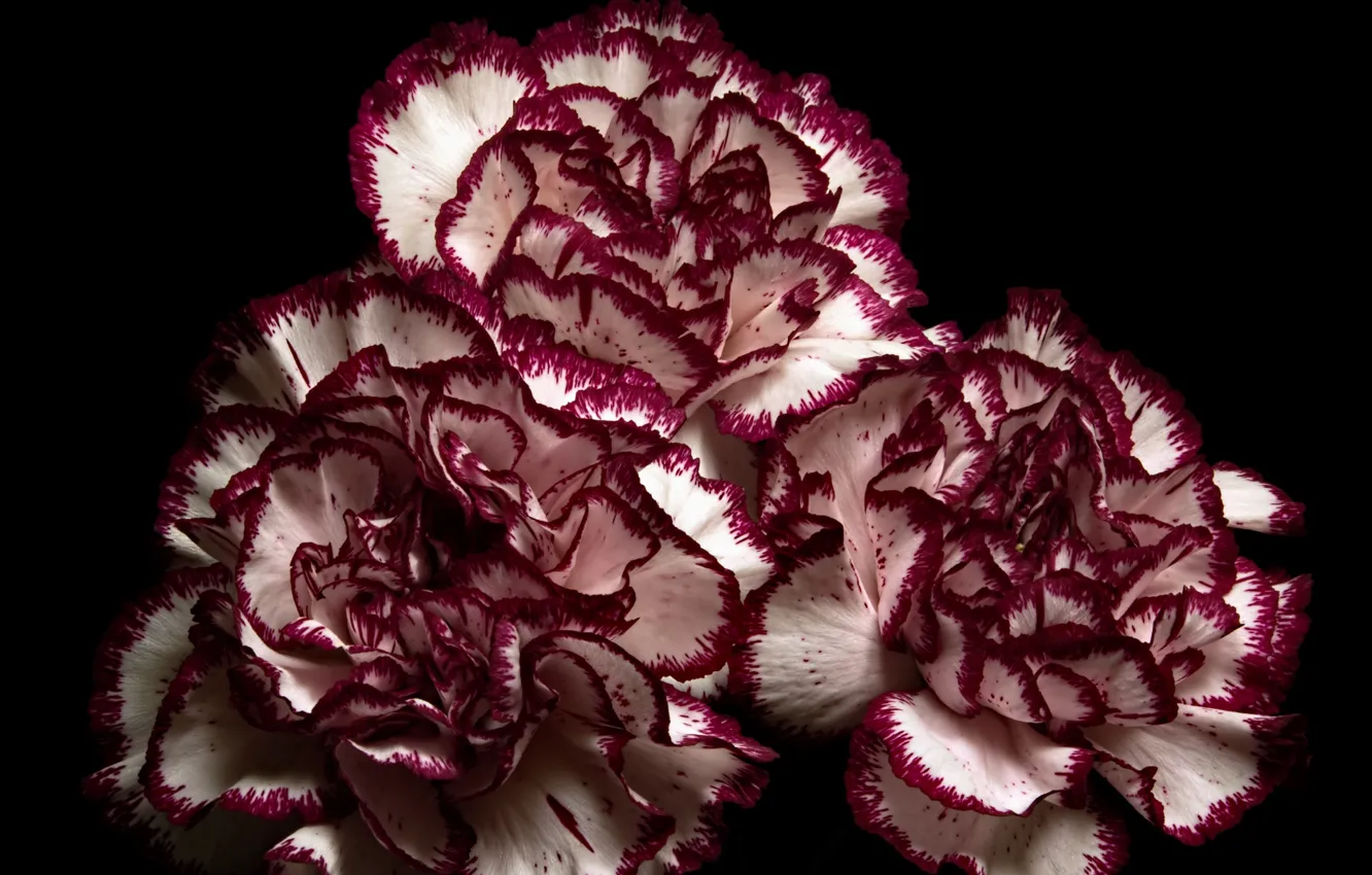 Фото обои цветы, фон, гвоздики