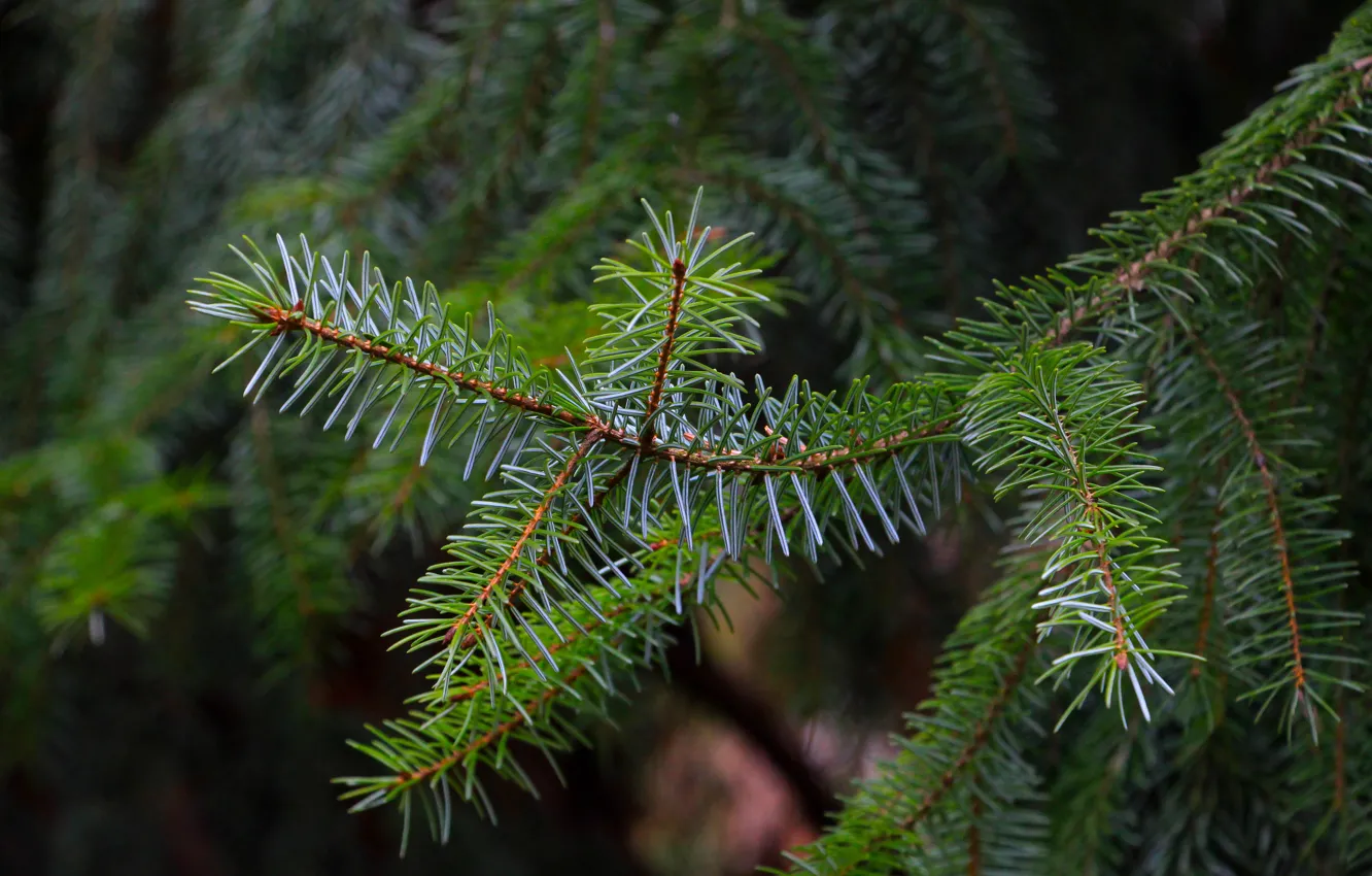 Фото обои pine, spruce, twig