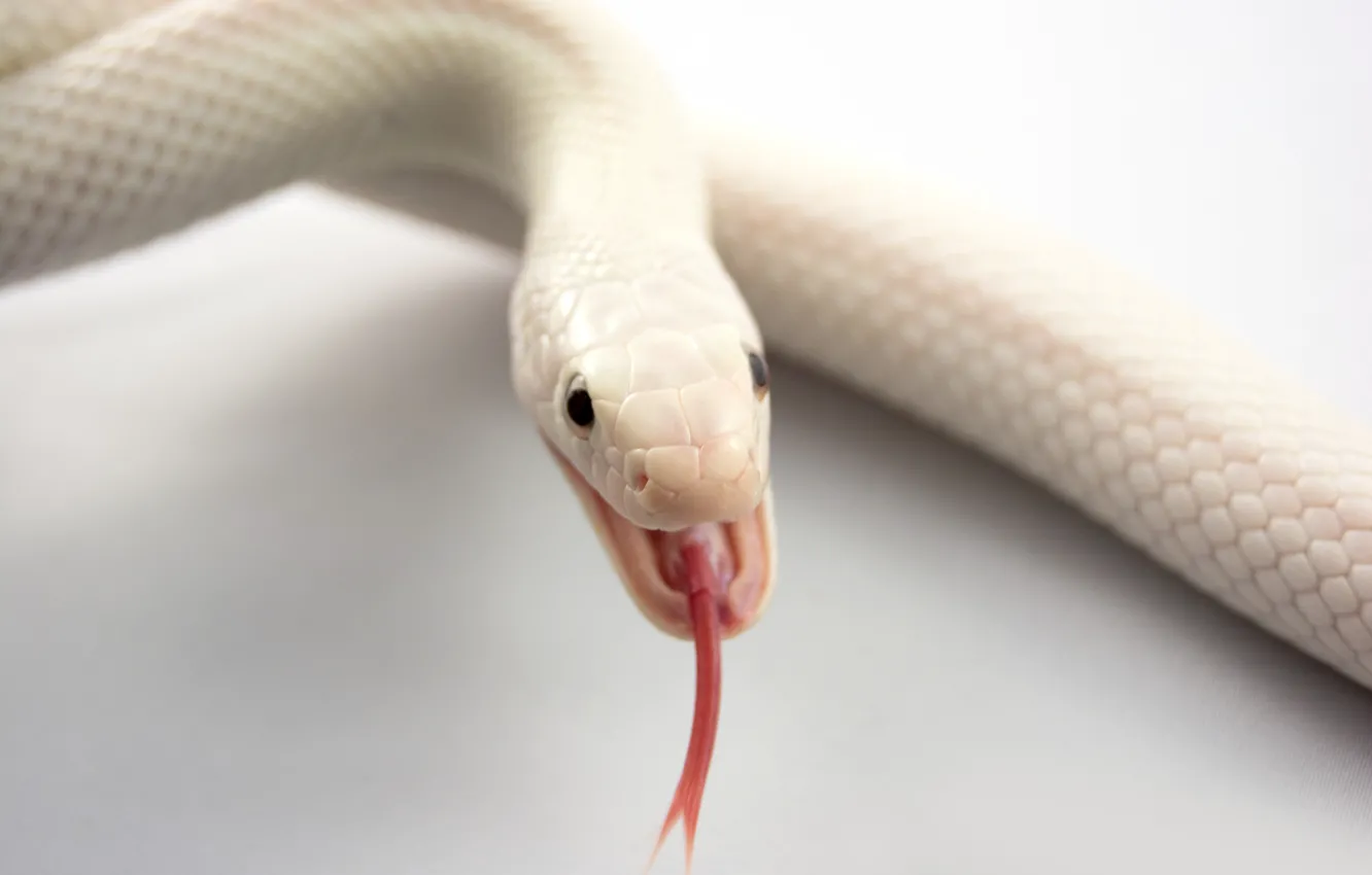 Фото обои язык, змея, пасть, альбинос