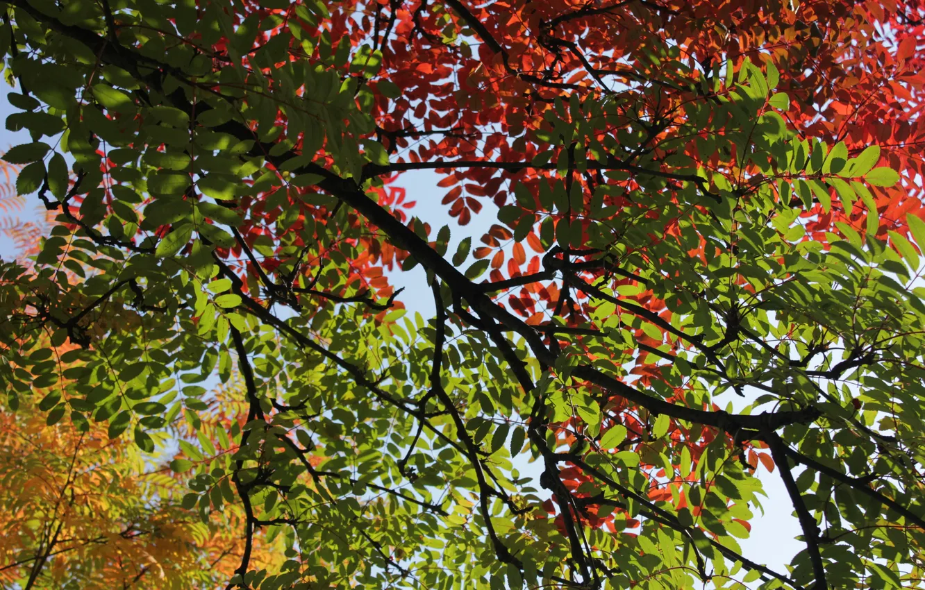 Фото обои осень, листья, светофор, рябина