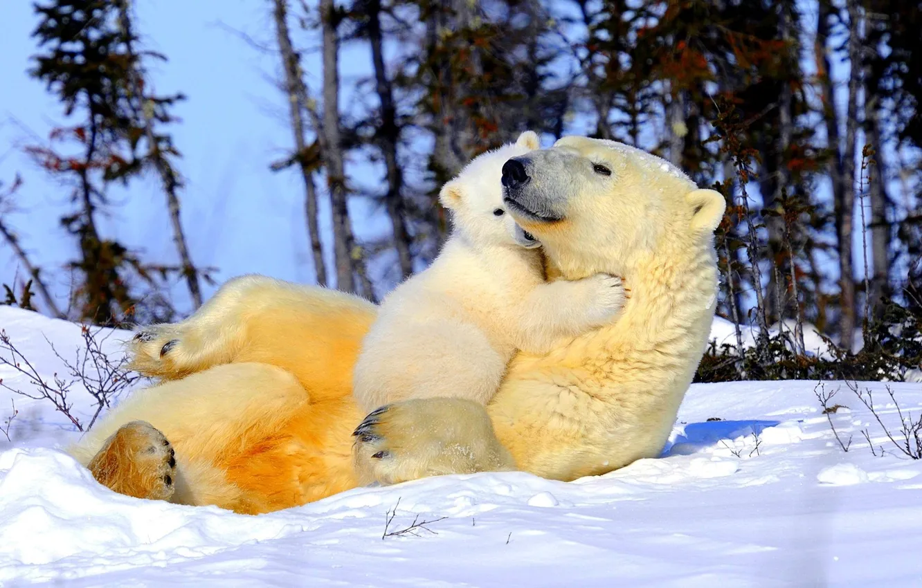Фото обои снег, деревья, нежность, медвежонок, ласка, мама, белые медведи