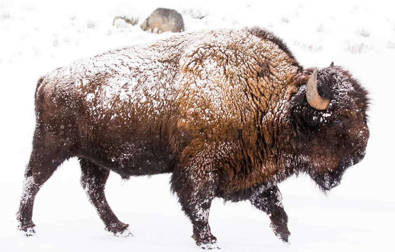 Фото обои animal, wildlife, buffalo, bison, white bisons, Plains bison